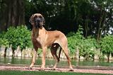 DOGUE ALLEMAND 839